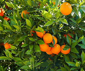Florida citrus